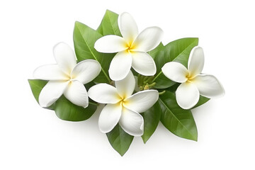 Fototapeta na wymiar Jasmine Flower Tropical Garden Nature on White background, HD