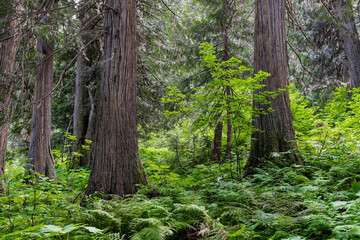 Obraz premium Ancient Forest, Fraser River Valley near Prince George, British Columbia, Canada.