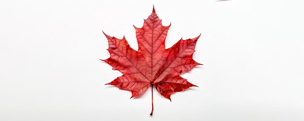 Maple Leaf, Proudly Canadian: Celebrating Canada Day with the Iconic Red Maple Sugar Leaf on a White Background.  Generative AI
