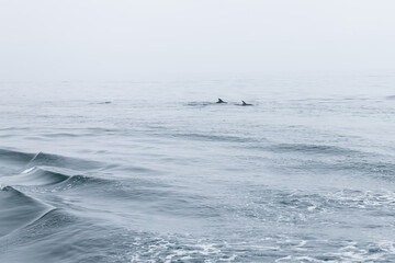 Naklejka premium Dolphins swimming in the ocean