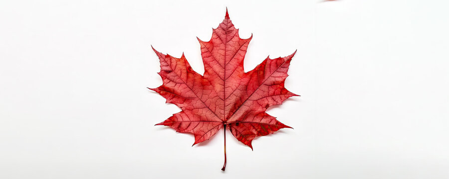Maple Leaf, Proudly Canadian: Celebrating Canada Day with the Iconic Red Maple Sugar Leaf on a White Background.  Generative AI