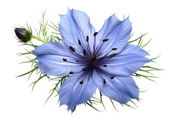 Obraz premium Nigella Flower Tropical Garden Nature on White background, HD