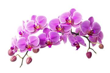 Obraz na płótnie Canvas Orchid Flower Tropical Garden Nature on White background, HD