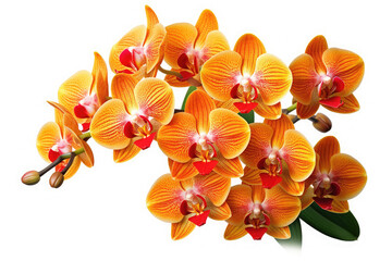 Fototapeta premium Orchid Flower Tropical Garden Nature on White background, HD