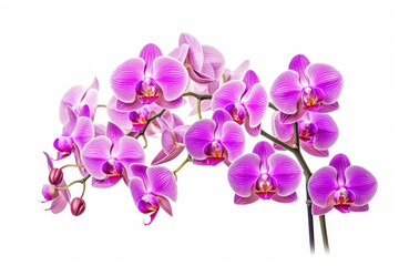 Fototapeta na wymiar Orchid Flower Tropical Garden Nature on White background, HD