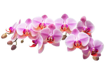 Fototapeta na wymiar Orchid Flower Tropical Garden Nature on White background, HD