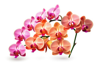Orchids Orchidaceae Tropical Garden Nature on White background, HD