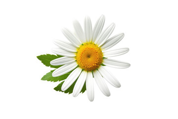 Oxeye Daisy Flower Tropical Garden Nature on White background, HD