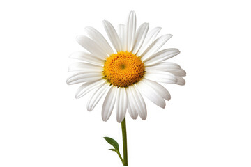 Oxeye Daisy Flower Tropical Garden Nature on White background, HD