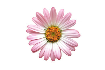Obraz premium Painted Daisy Flower Tropical Garden Nature on White background, HD