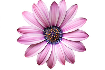 Obraz premium Osteospermum Flower Tropical Garden Nature on White background, HD