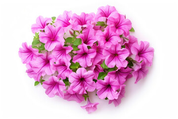 Obraz premium Petunia Flower Tropical Garden Nature on White background, HD