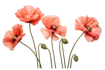 Obraz premium Poppy Flower Tropical Garden Nature on White background, HD