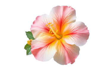 Obraz na płótnie Canvas Rockrose Flower Tropical Garden Nature on White background, HD