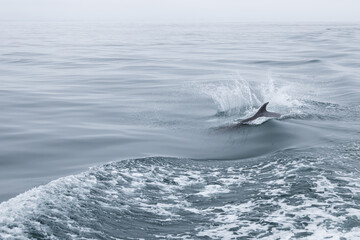 Dolphins swimming in the ocean