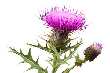 Thistle Flower On White background, HD