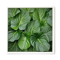 Tropical Leaves On White background, HD