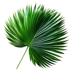 Palm leaves On White background, HD