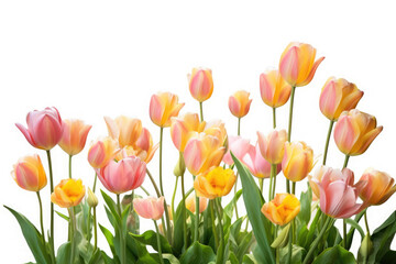 Tulip Flower On White background, HD