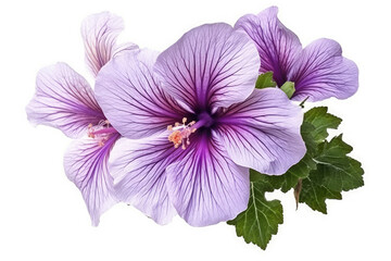 Violet Flower On White background, HD