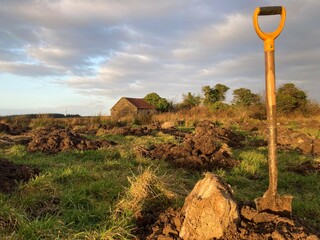 Planting birch on sunny winter evening, Gurteen, Co Sligo, Ireland