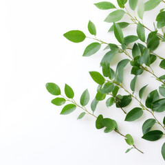 White Background Green Leaves On White background, HD