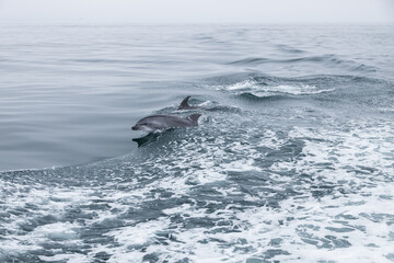 Dolphin jumping in the ocean