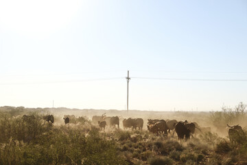 Rural New Mexico on ranch during fall season with gathering for agriculture industry, cattle drive...