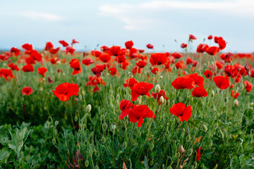 Landscape with a beautiful sunset over a poppy field - panorama of a beautiful poppy field and a sunny sunset