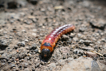 macro of a reddish brown caterpillar on plain dry soil with copy space