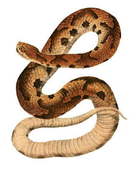 snake isolated