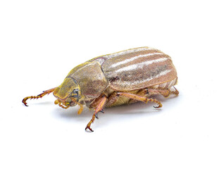Lined or striped June beetle - Polyphylla occidentalis - isolated on white background great detail throughout. Southeastern United States. front side view