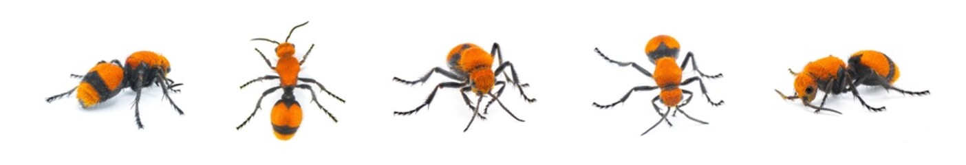 Female Dasymutilla occidentalis - red velvet ant, eastern velvet ant, cow ant or cow killer - a species of parasitoid wasp native to the eastern United States. Isolated on white background five views