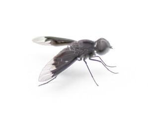 black bee fly - Anthrax Georgicus - bee mimic of the genus Bombylius, clear translucent hind wings and pure black coloring.  Isolated on white background, top side profile view