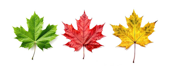 Vibrant Maple Leaves and Fall Color's, Showcase the Beauty of Nature on a White Background.