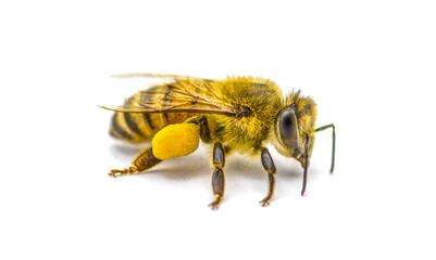 western honey bee or European honey bee - Apis mellifera - closeup side front view showing pollen...