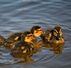 Little chicks of a wild duck in black and orange coloring learn to swim on the water
