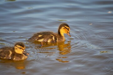 Little chicks of a wild duck in black and orange coloring learn to swim on the water