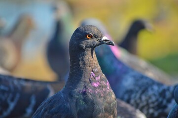 A pompous pigeon with an angry face close up photo portrait against the background of other pigeons