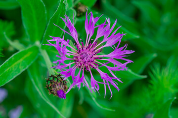 Perennial cornflower or Centaurea montana flower
