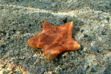 Underwater image of Placenta biscuit starfish - (Sphaerodiscus placenta)