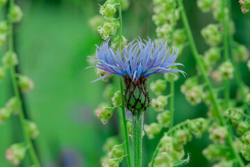 Perennial cornflower or Centaurea montana flower