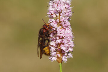 Queen European hornet (Vespa crabro), family Vespidae) on flowers of bistort (Bistorta officinalis,...