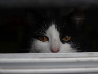 Mirada Penetrante