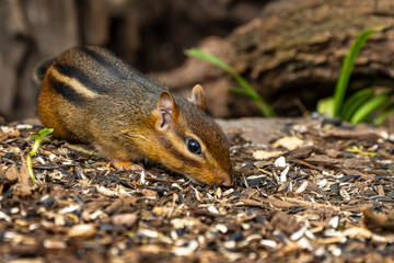 Chipmunk