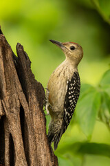 Red-bellied woodpecker