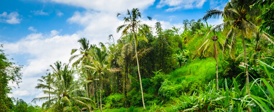 Beautiful Bali tropical forest. Jungle forest in Bali, Indonesia