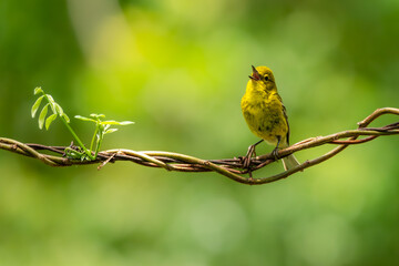 Pine  Warbler Singing