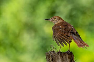 Brown Thrasher