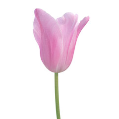 pink tulip on transparent background png file